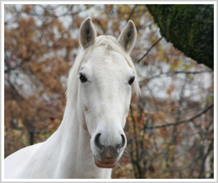weißes pferd